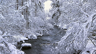 grayscale photo of a body of water besides trees, winter