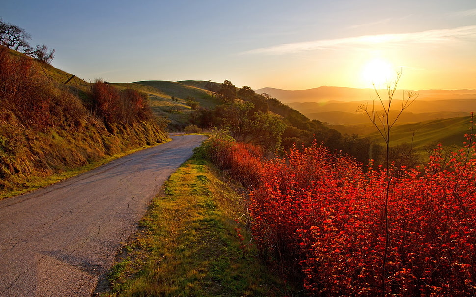 red trees during sunset HD wallpaper