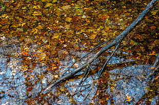 brown leaves, M D Babbidge, 500px, water, branch