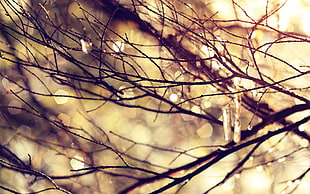 shallow focus photography of tree branches