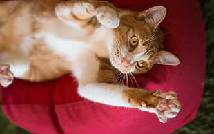 brown cat lying on pink textile HD wallpaper