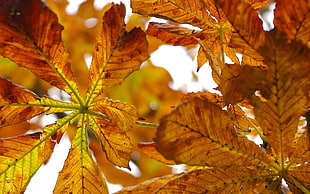 selective focus photo of maple leaves