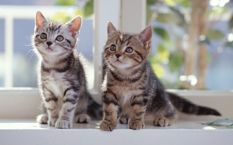 two brown and gray tabby kittens, cat, animals HD wallpaper