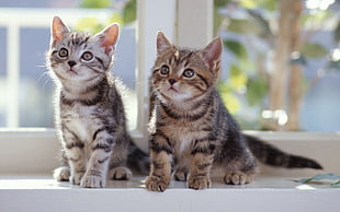 two brown and gray tabby kittens, cat, animals