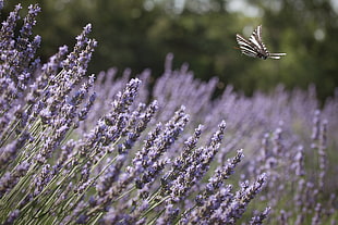 butterfly and purple vervain flowers, zebra, swallowtail HD wallpaper