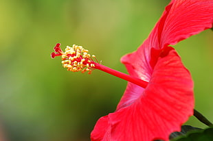 closeup photography of red Hibiscus HD wallpaper