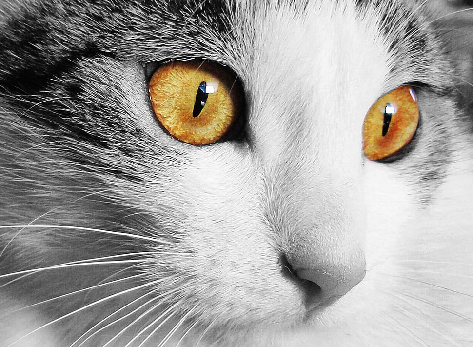 white and gray cat with brown eyes HD wallpaper