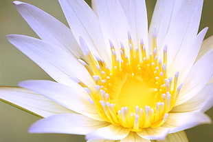 macro photography of white flower, lotus