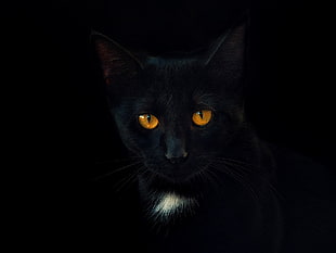 Russian Blue cat, black cats, portrait, simple background, black background HD wallpaper