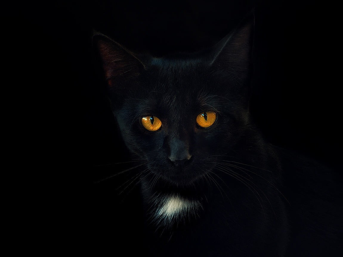 Russian Blue Cat Black Cats Portrait Simple Background Black Background Hd Wallpaper Wallpaper Flare