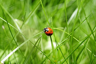 tilt shift photography of spotted Ladybug on green grass during daytime