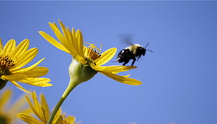 bee perched on yellow petaled flower under blue sky, neal smith national wildlife refuge HD wallpaper