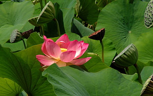 pink Lotus flower HD wallpaper