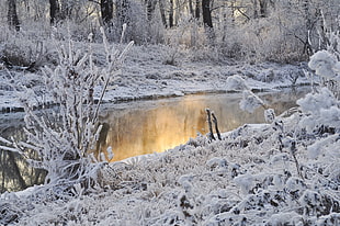 snow covered plants beside a river at daytime