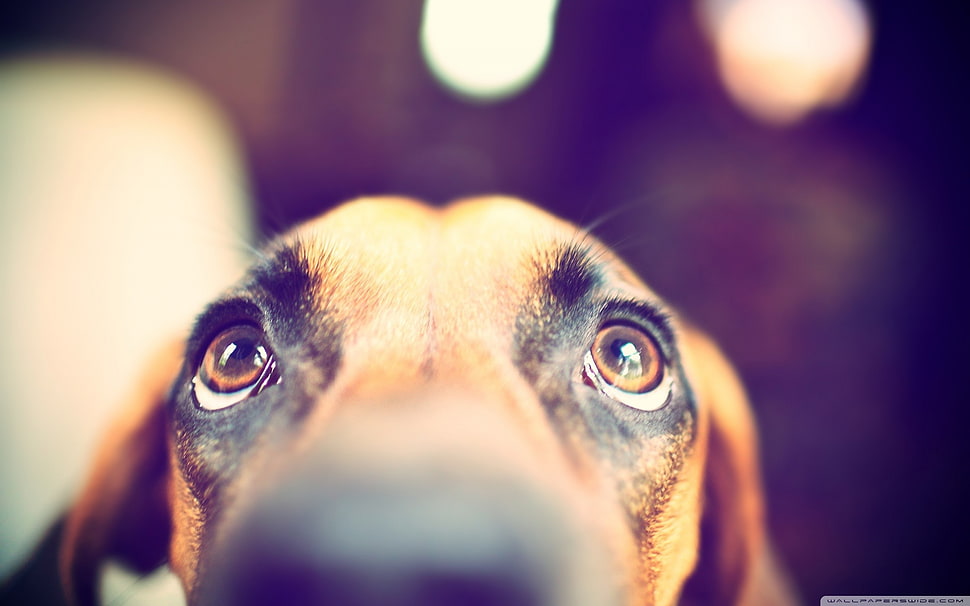 short-coated brown dog, dog, eyes, animals HD wallpaper
