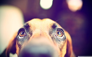 short-coated brown dog, dog, eyes, animals
