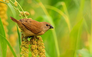 focus photography of brown Finch bird perching on flower