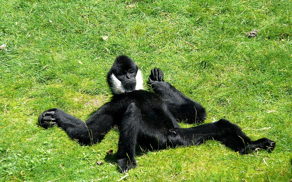 black and white monkey lying on green grass during daytime HD wallpaper