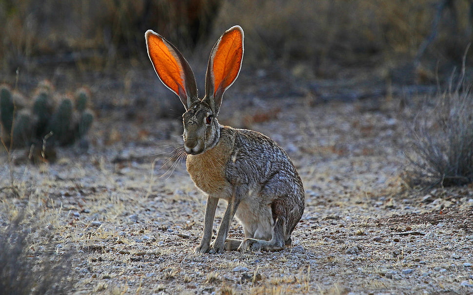 gray Hare on gray ground HD wallpaper