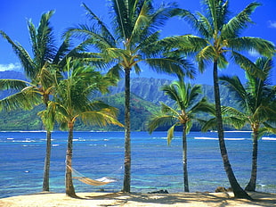 green coconut trees HD wallpaper