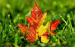 selective focus photo of brown and yellow leaf HD wallpaper