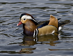 Mallard duck on body on water