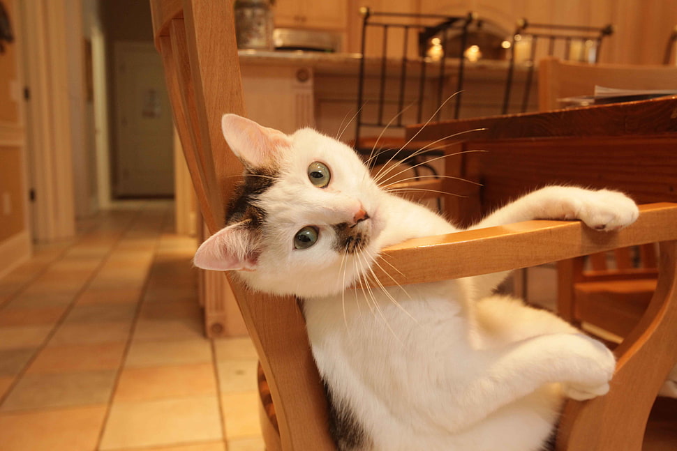 white tabby cat, cat HD wallpaper