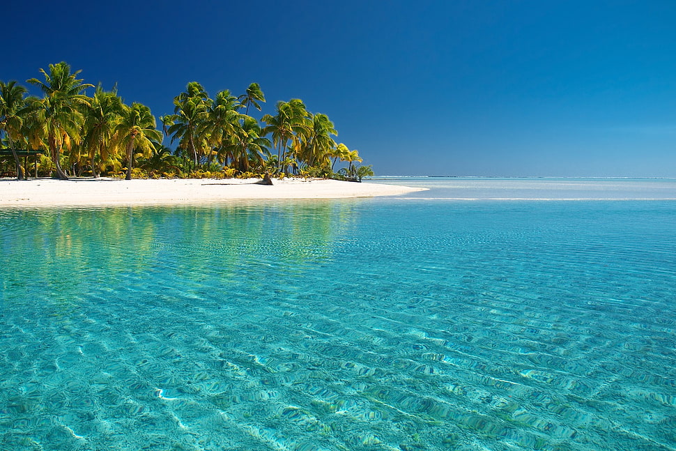 coconut trees on island, beach, sea, palm trees, landscape HD wallpaper