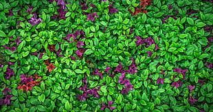 purple petaled flowers, Azalea, Leaves, Flowers