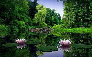 two pink-and-white lotus flowers, lake, forest, water, trees