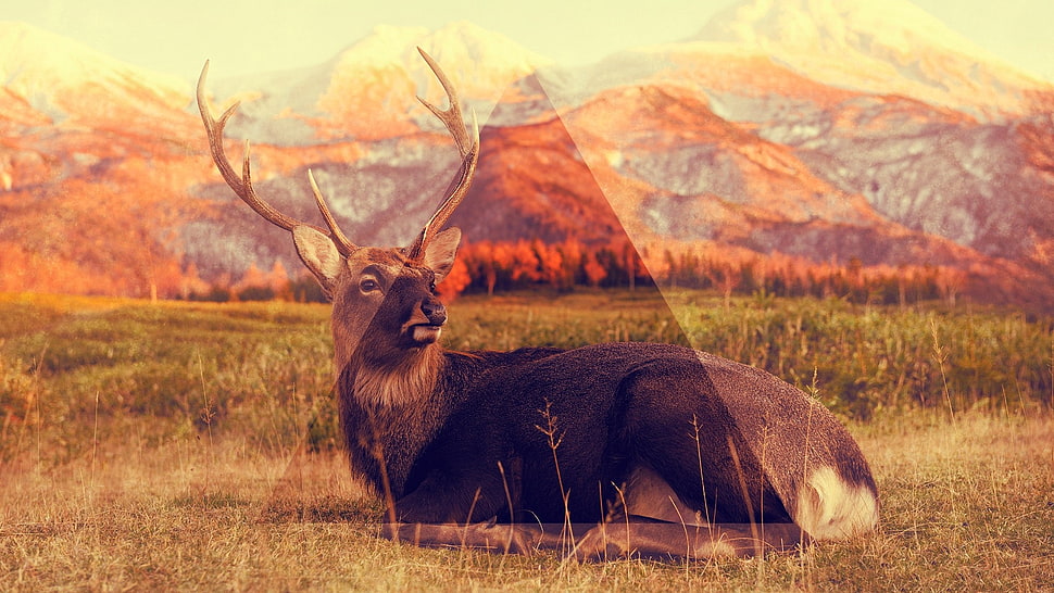 reclining deer photo HD wallpaper
