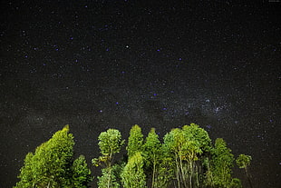 green trees with black skies photography during night time