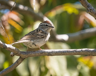 brown bird perched tree trunk, chipping sparrow