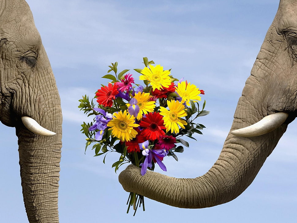 two brown elephants, elephant, animals, flowers HD wallpaper
