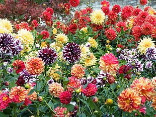 assorted flowers during daytime
