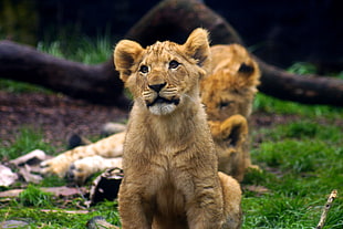 selective focus of cub photo, african lion HD wallpaper