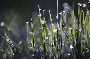 green grass with water droplets HD wallpaper