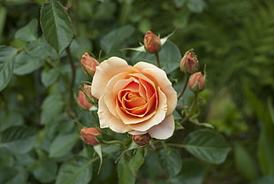 selective photography of orange Rose flower