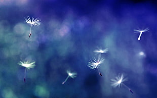 dandelion seeds, closeup HD wallpaper