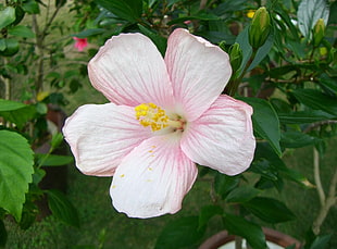 pink and white hibiscus flower in close up photography