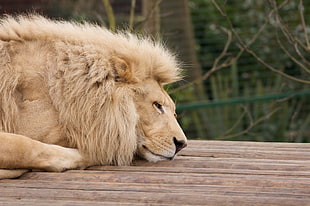 photo of adult lion