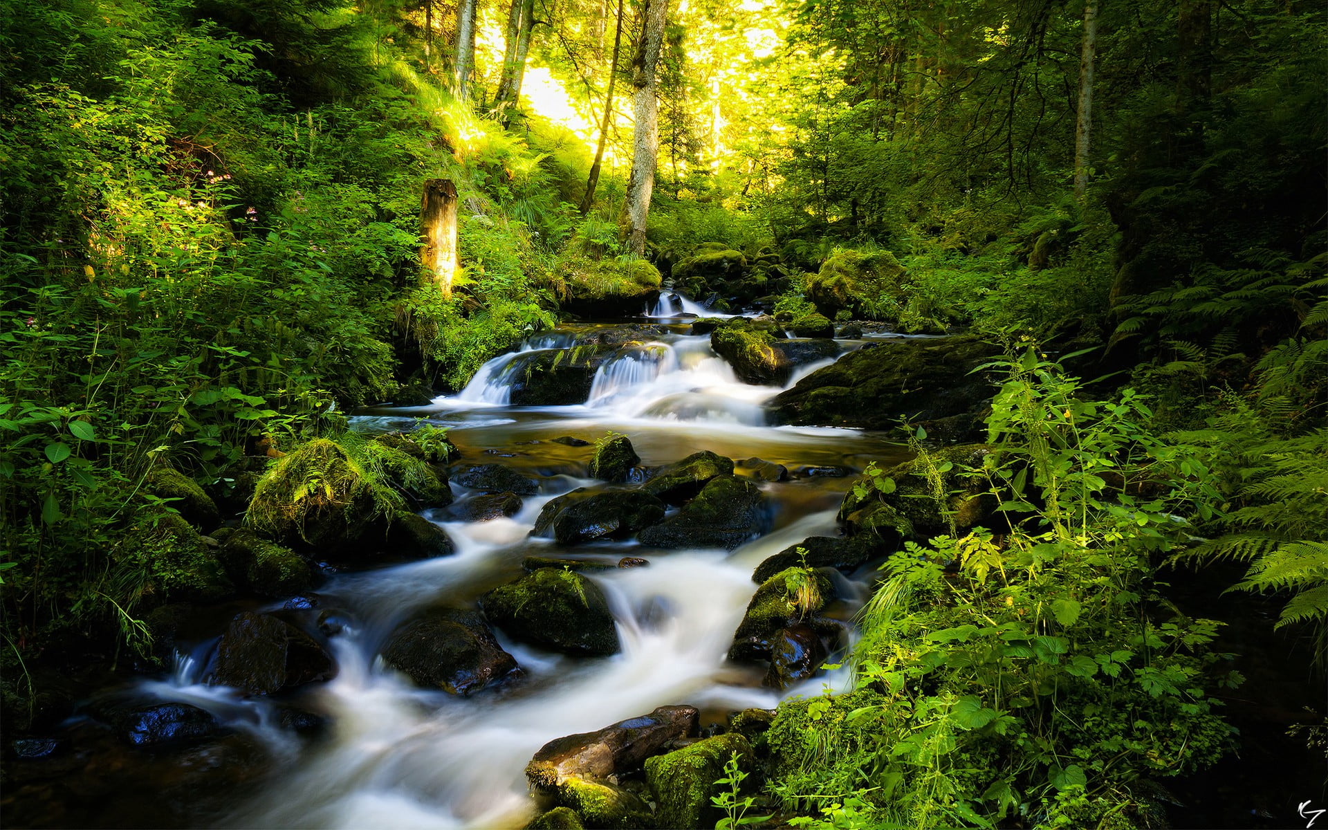 green leafed plant, forest, river, nature, plants