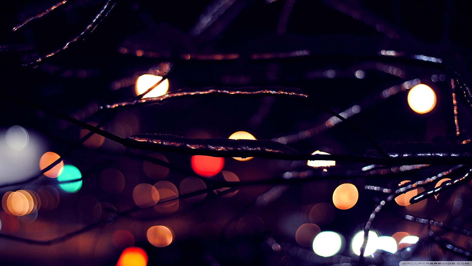 macro, lights, branch HD wallpaper