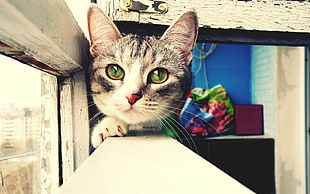 gray cat near window HD wallpaper