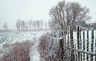 leafless tree, Russia, winter, snow, trees HD wallpaper