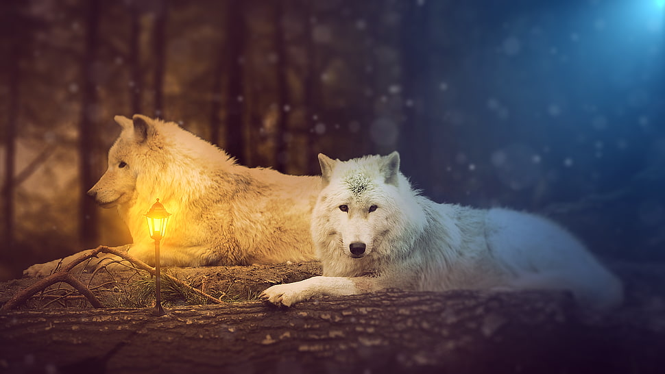 white wolf, wolf HD wallpaper