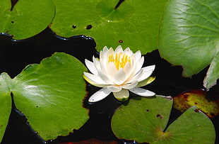 Water lily,  Water,  Leaves,  Close up HD wallpaper