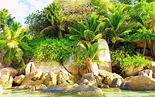 palm trees HD wallpaper