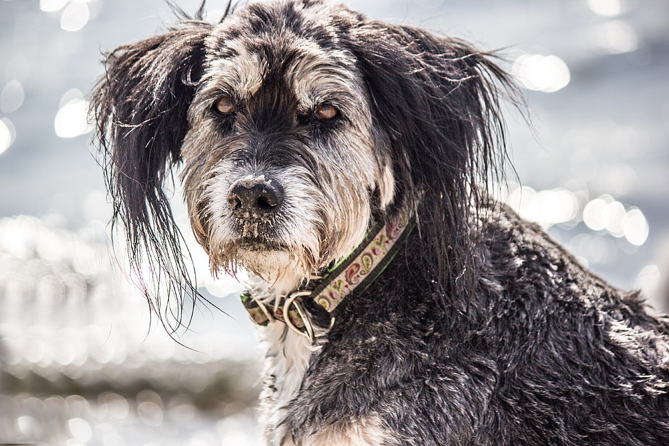 gray and black Schnauzer on focus photo HD wallpaper