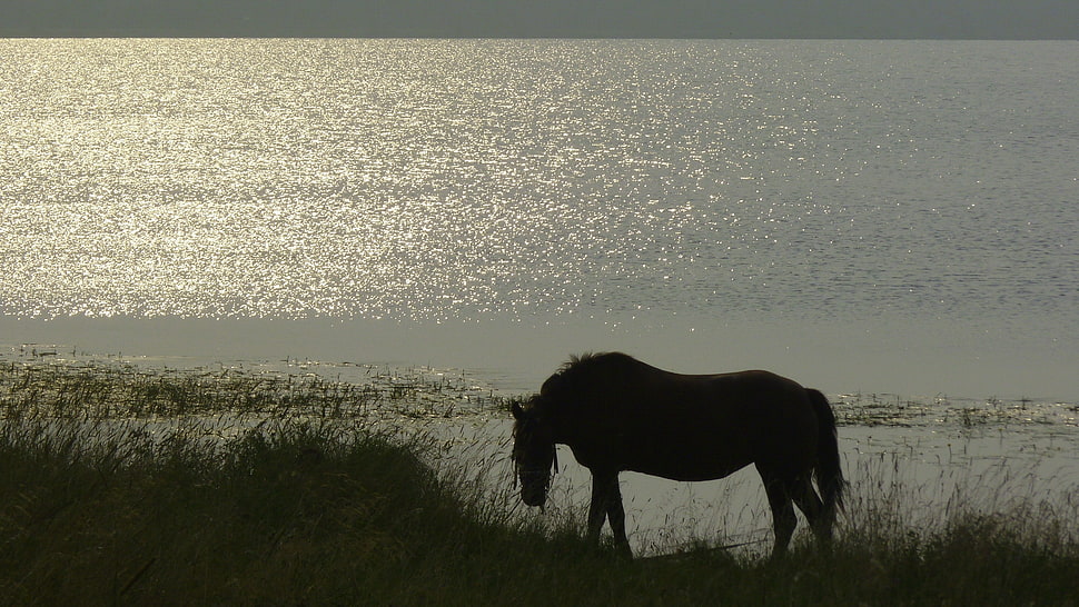 silhouette of horse on grass field near body of water HD wallpaper